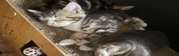 Mixed Breed cats for sale: Adorable Bengal x Shorthair Kittens - Advert 21