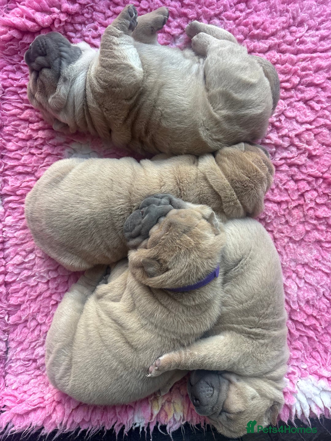 Shar Pei dogs for sale: Shar pei puppies  - Advert 5