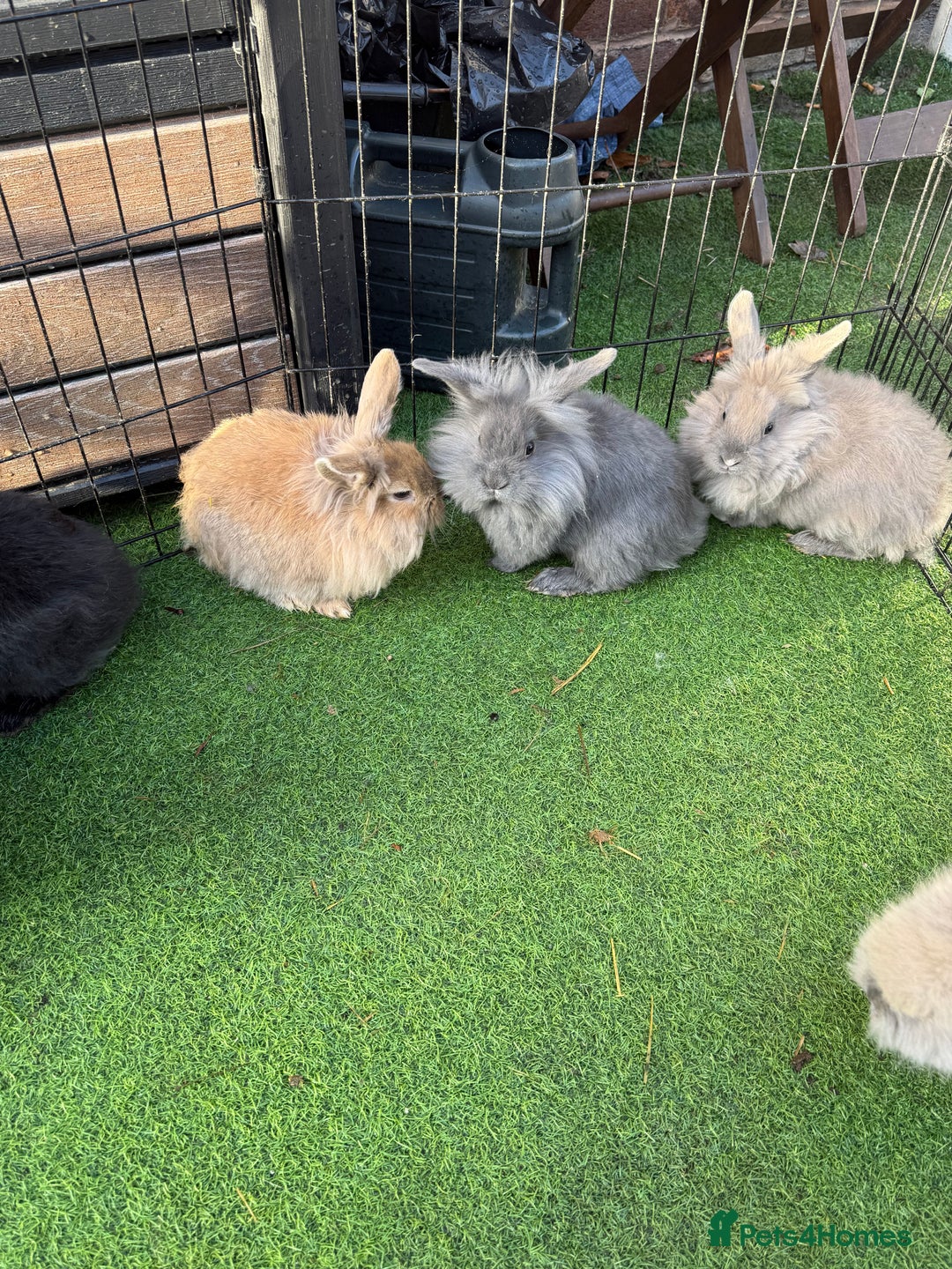 Mixed Breed rabbits for sale: Baby rabbits ready now  - Advert 7
