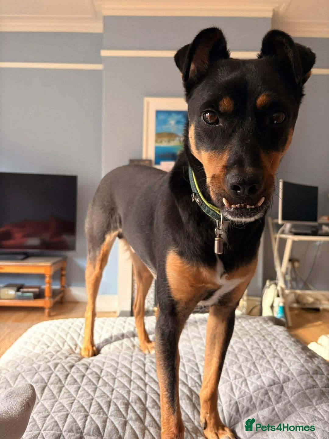 Mixed Breed dogs Meet Max 💔 This poor boy hasn't had an easy life. - Advert 4