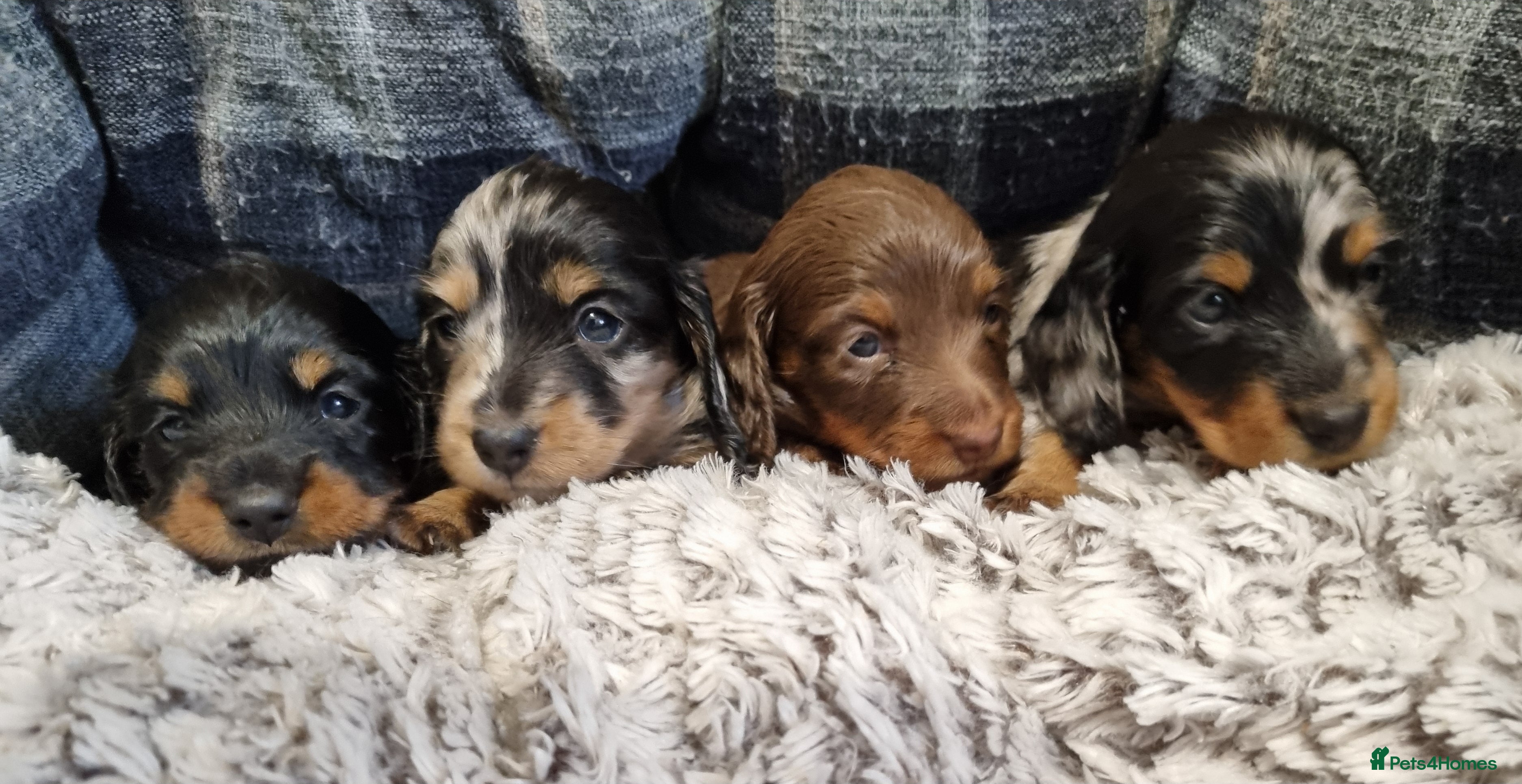 Miniature Dachshund dogs 🐾💙❤️KC Long Haired Minis❤️💙🐾  - Advert 6