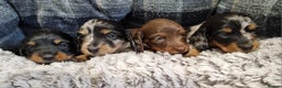 Miniature Dachshund dogs for sale: KC Reg. PRA Clear Long Haired Mini Dachshunds  - Advert 1