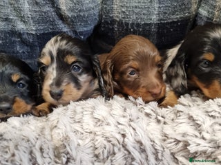 Miniature Dachshund dogs KC Registered Long Haired Miniature Dachshunds - Advert 1