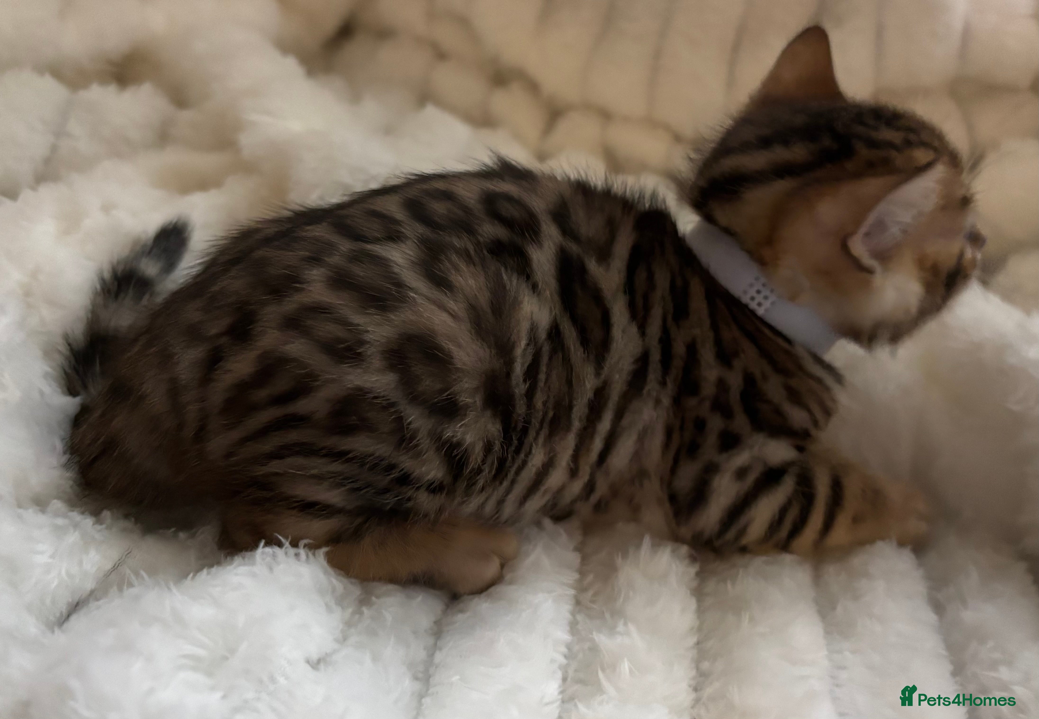 Bengal cats Bengal kittens 1 snow lynx 3 brown - Advert 2