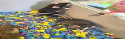 Rat rodents for sale: Adorable baby female rats - Advert 6