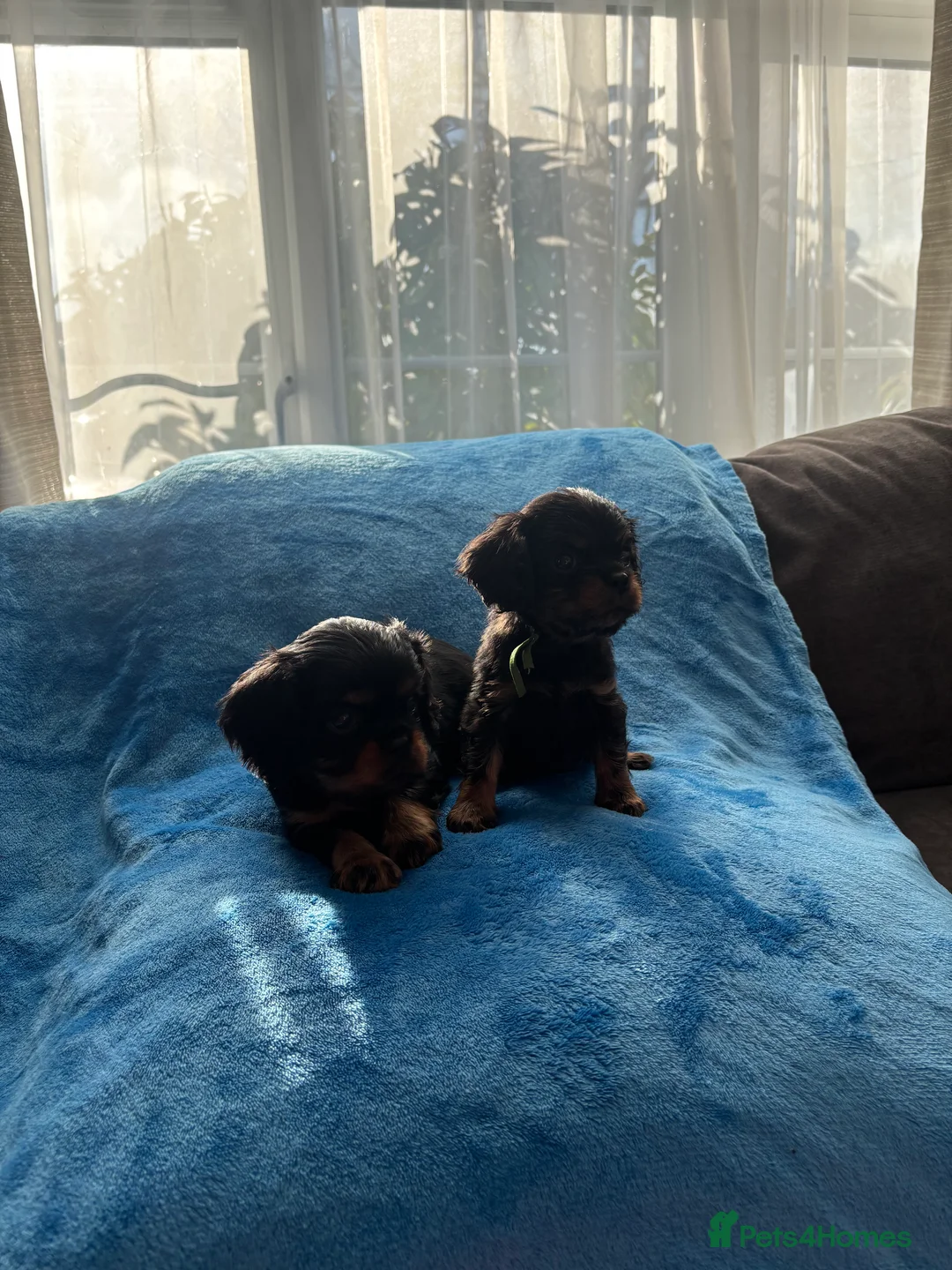 Cavalier King Charles Spaniel dogs for sale: Gorgeous KC Puppies Available  - Advert 13