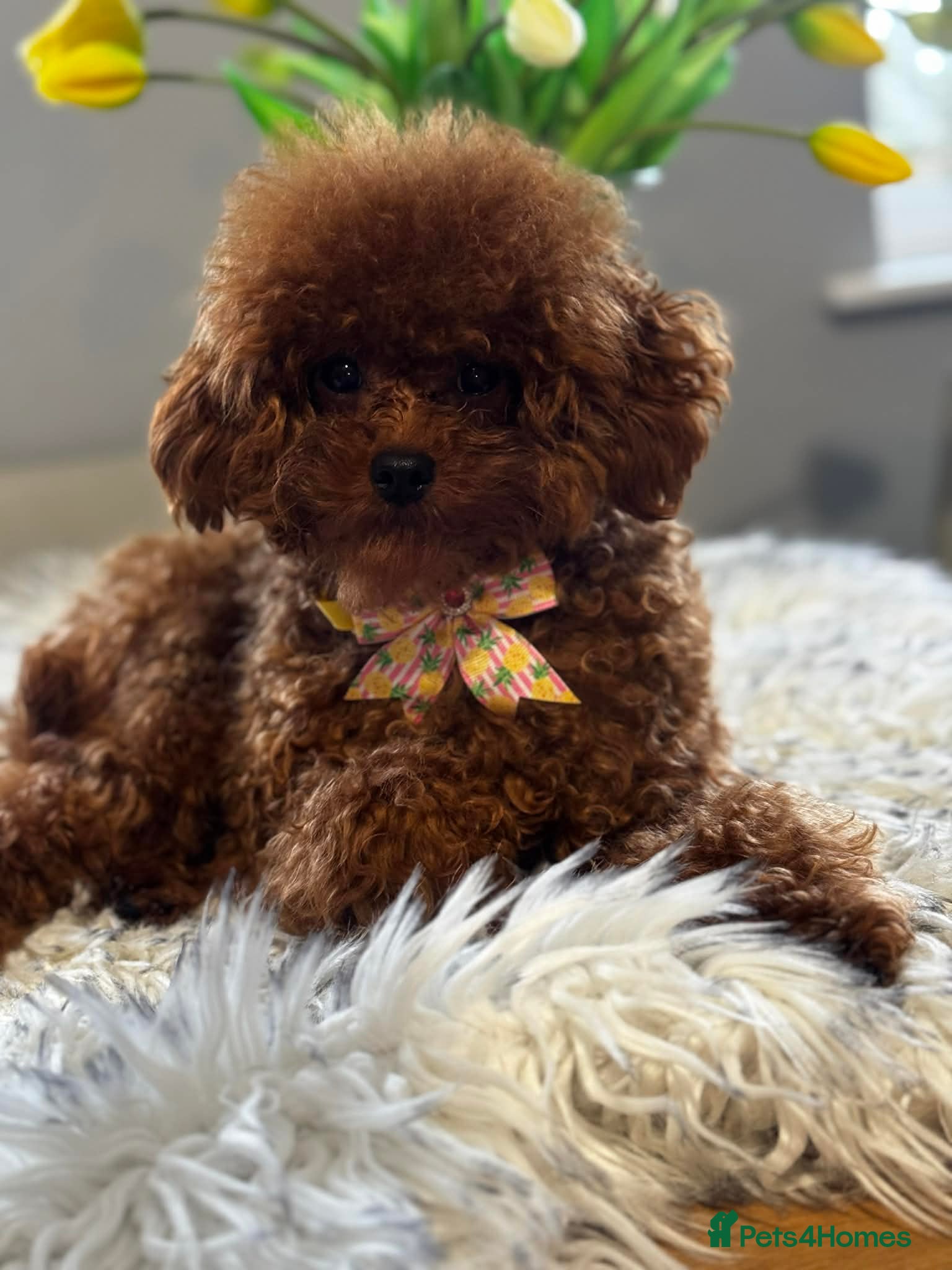 Toy Poodle dogs Asian Toy Poodle - Advert 4