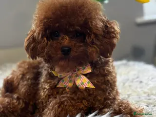 Toy Poodle dogs Asian Toy Poodle - Advert 16