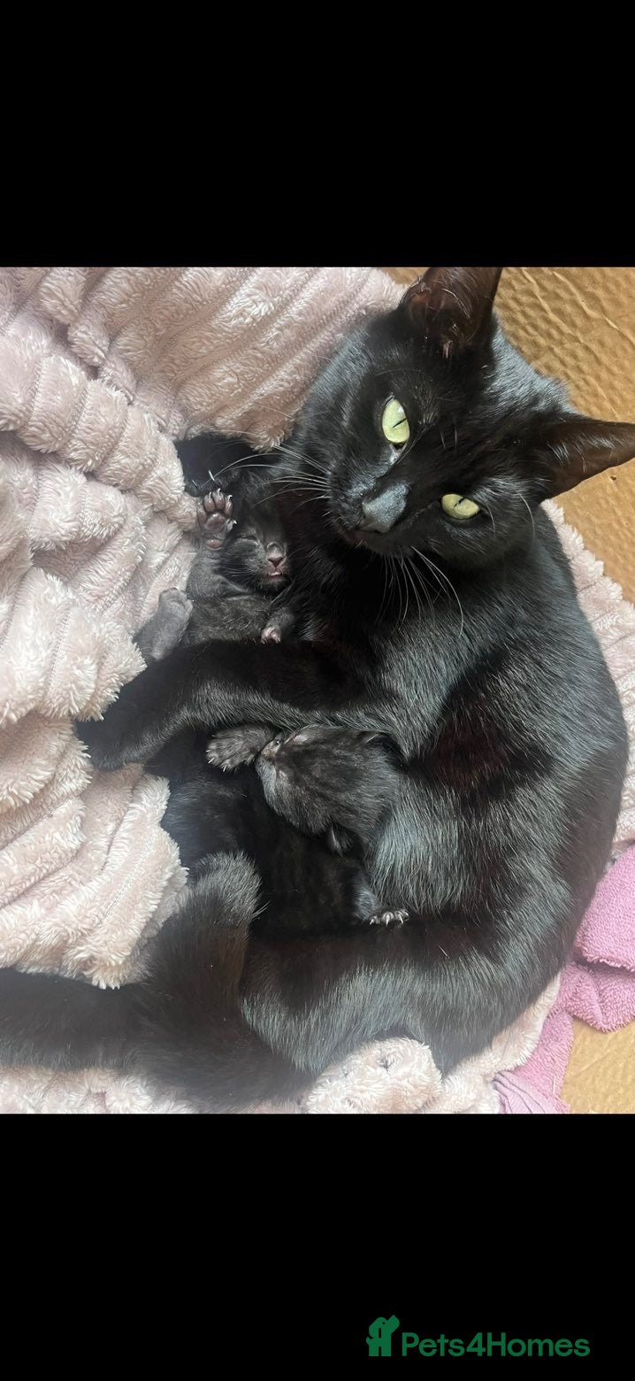 Domestic Shorthair cats Black kittens  - Advert 1