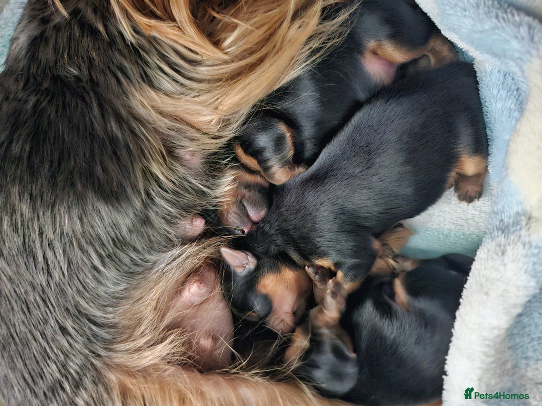 Yorkshire Terrier dogs for sale: Yorkshire terrier (miniature) - Image 4