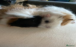 Guinea Pig rodents for sale: Two bonded boys  - Image 3