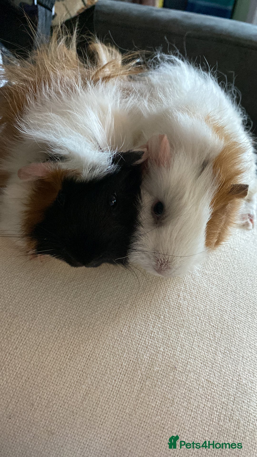 Guinea Pig rodents for sale: Two bonded boys  - Image 3