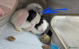Mini Lop rabbits for sale: Mini Lop Rabbits Doe & very Playful Buck - Image 5