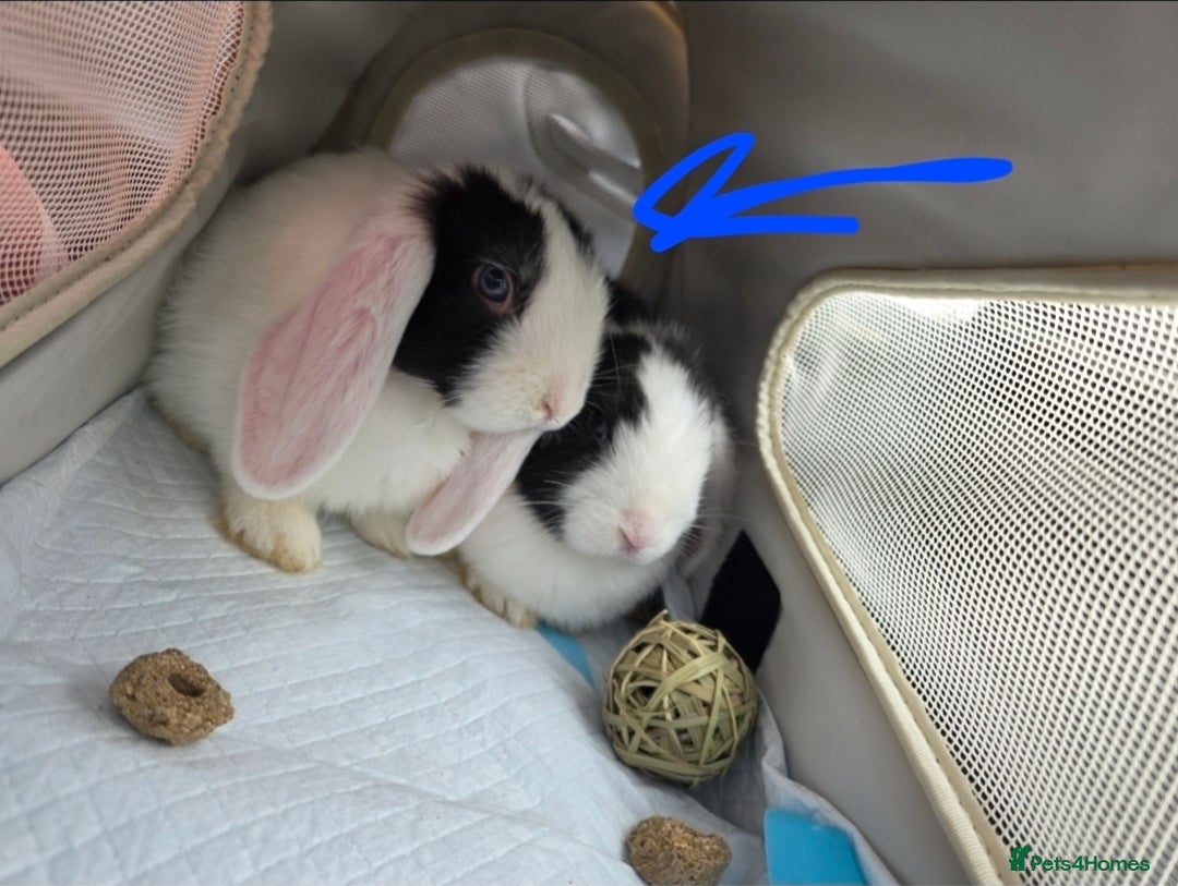 Mini Lop rabbits for sale: Mini Lop Rabbits Doe & very Playful Buck - Image 5