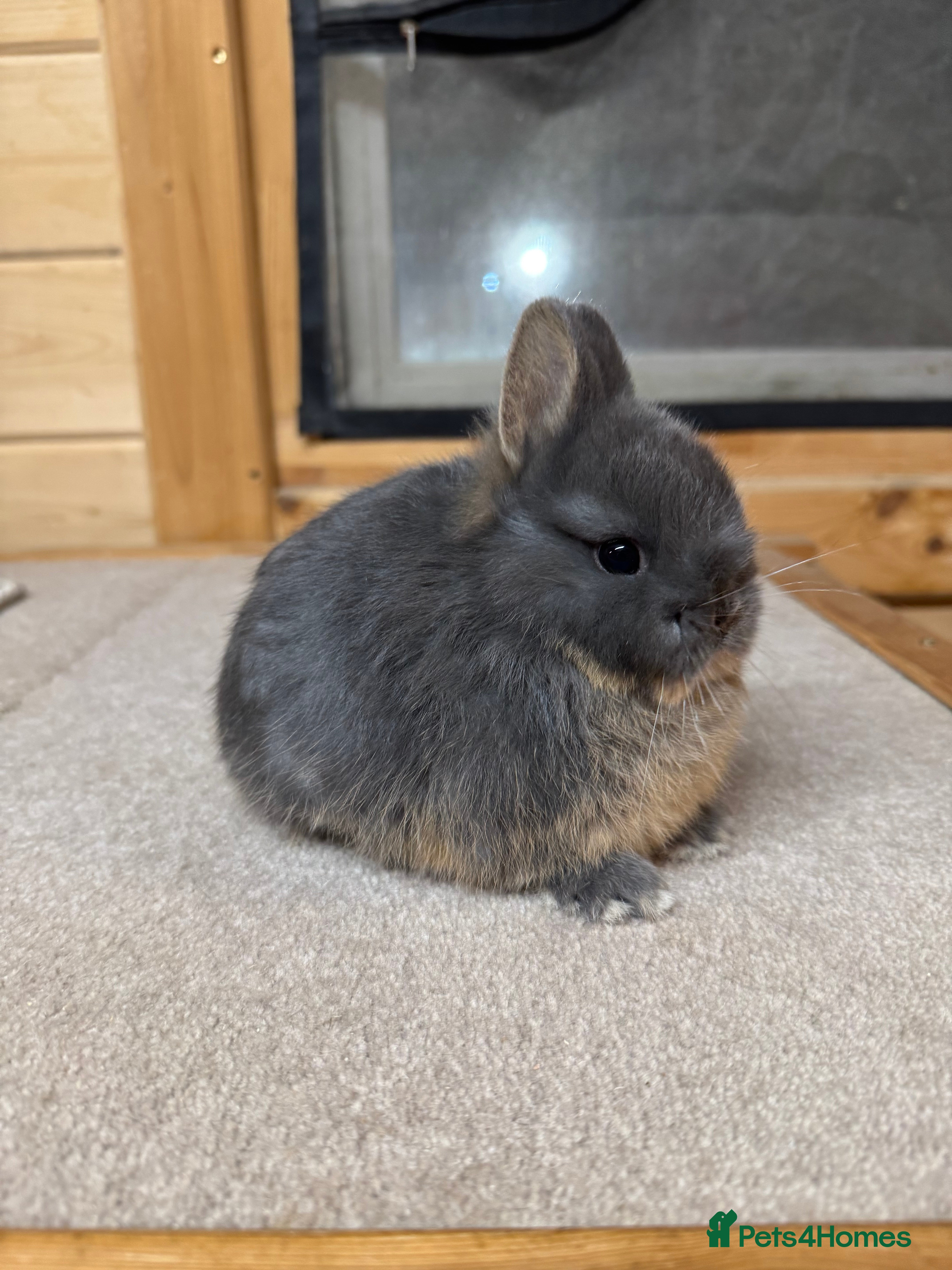 Netherland Dwarf rabbits Stunning Netherland Dwarf Rabbits  - Advert 15