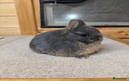 Netherland Dwarf rabbits for sale: Stunning Netherland Dwarf Rabbits  - Image 1