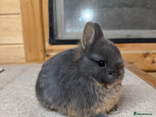 Netherland Dwarf rabbits - Advert 29