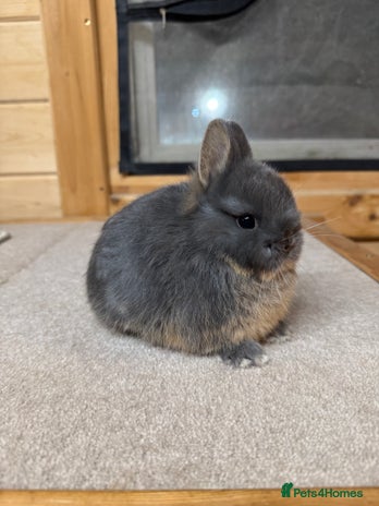 Netherland Dwarf rabbits - Advert 2