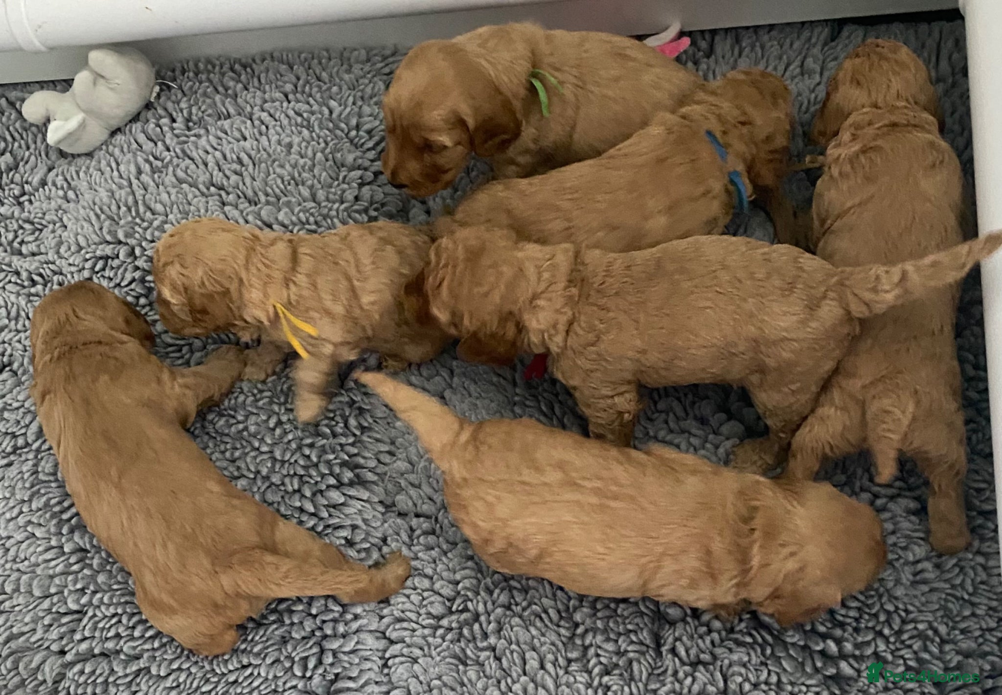 Cockapoo dogs DNA Tested Apricot Cockapoo Puppies - Advert 1