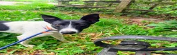 Mixed Breed dogs for adoption: WILF-1 yr old,  Mix Breed Boy with incredible ears in Hungerford - Advert 2