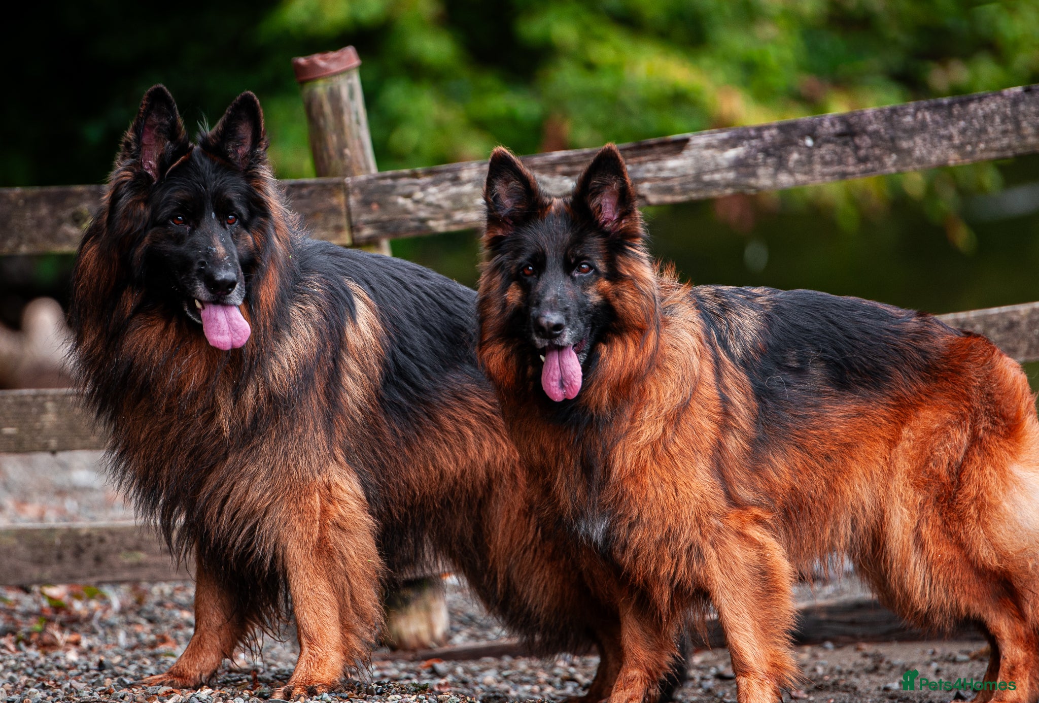 German Shepherd dogs for sale: ❤️🐾 Beautiful Long-Haired GSD Puppies🐾❤️ - Advert 5