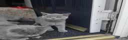 British Shorthair cats for sale: British shorthair blue  - Advert 11