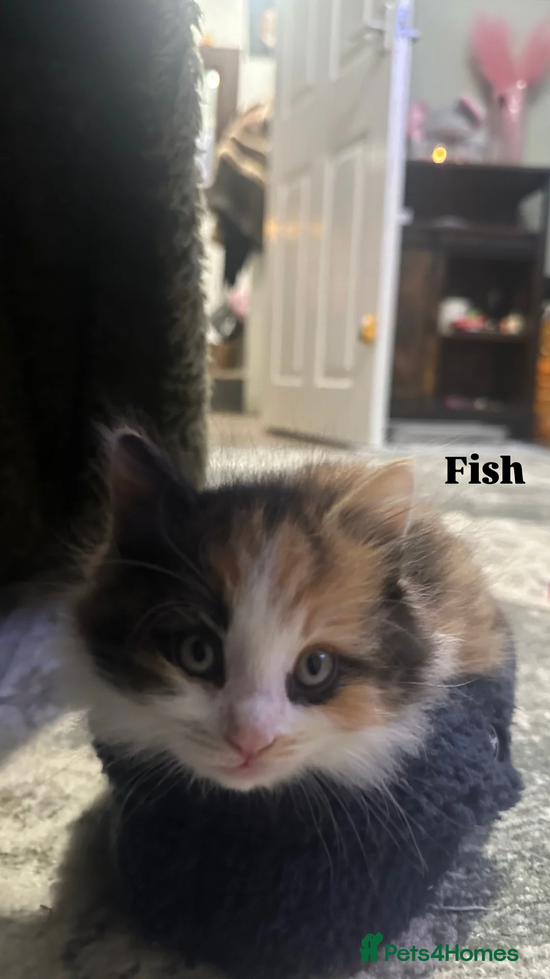 Ragdoll cats for sale: Ragdoll cross kittens | 3 Female | 1 Male - Advert 11