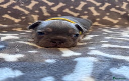 French Bulldog dogs for sale: Adorable French bulldog puppies!!🐶  - Image 20