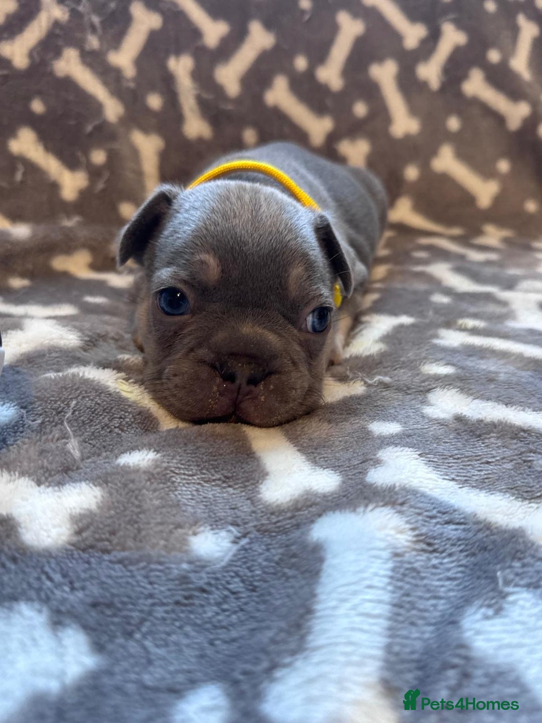 French Bulldog dogs for sale: Adorable French bulldog puppies!!🐶  - Image 20