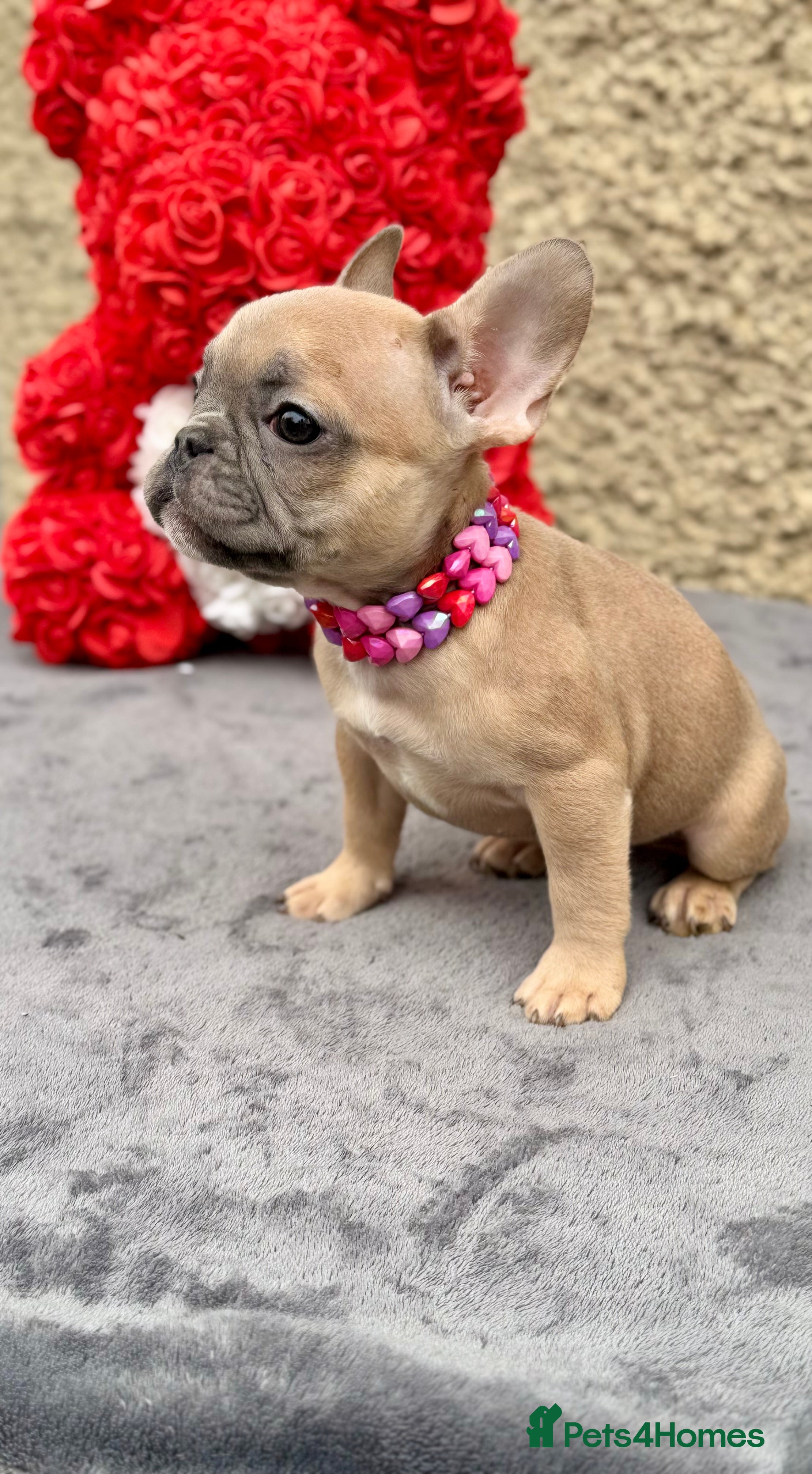 French Bulldog dogs ‼️LAST GIRL ‼️FRENCH BULLDOG 🐶 - Advert 7