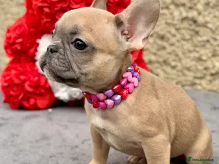 French Bulldog dogs ‼️LAST GIRL ‼️FRENCH BULLDOG 🐶 - Advert 7