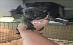 Mixed Breed dogs for sale: Staffy cross pups - Image 1