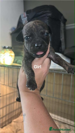Mixed Breed dogs - Advert 1