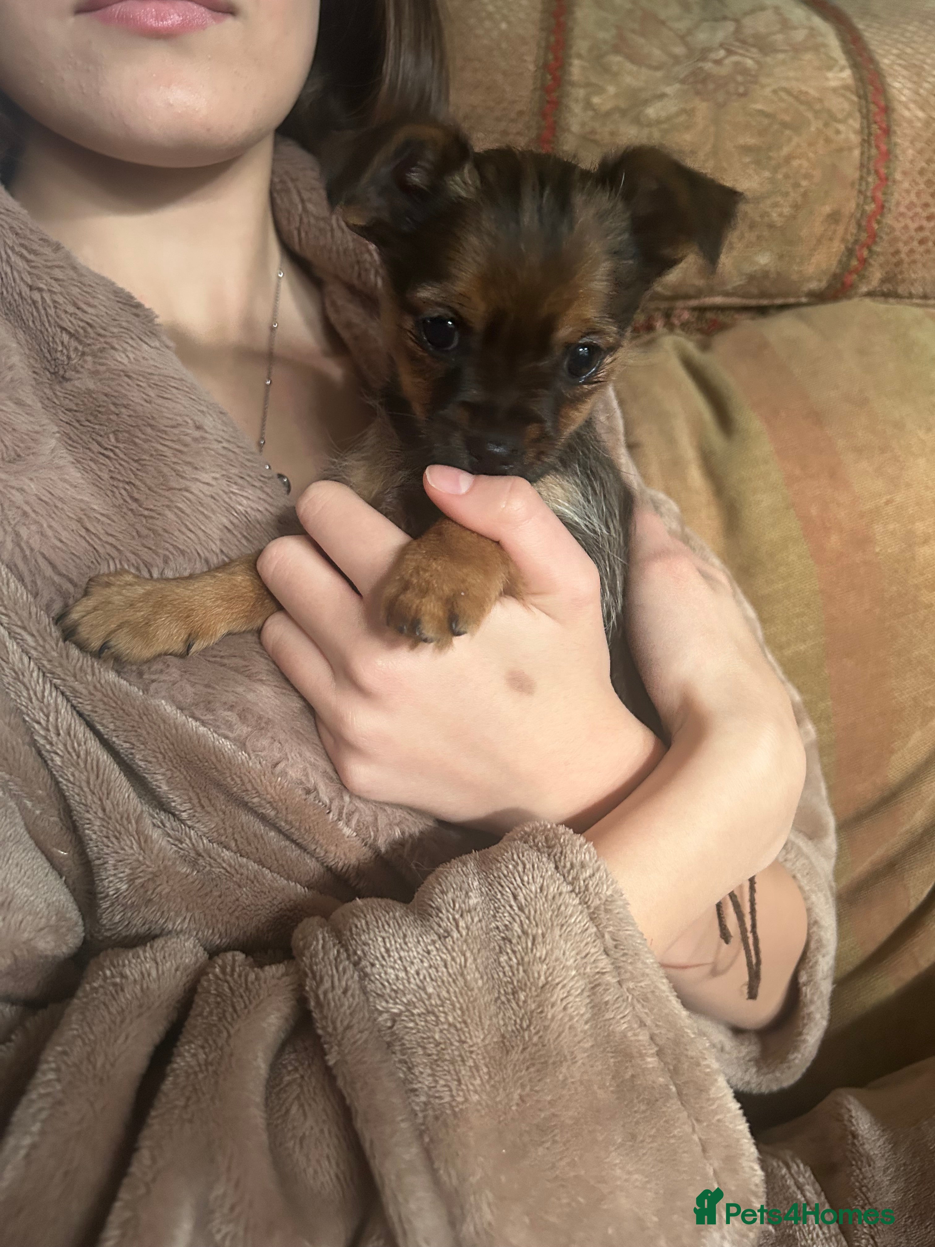 Chorkie dogs Only 1 girl left tiny chorkies 9 weeks vaccinated  - Advert 2