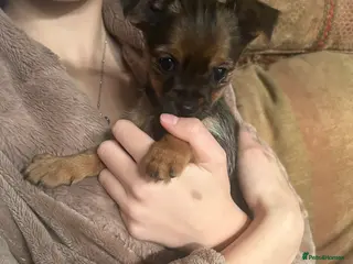 Chorkie dogs Only 1 girl left tiny chorkies 9 weeks vaccinated - Advert 2