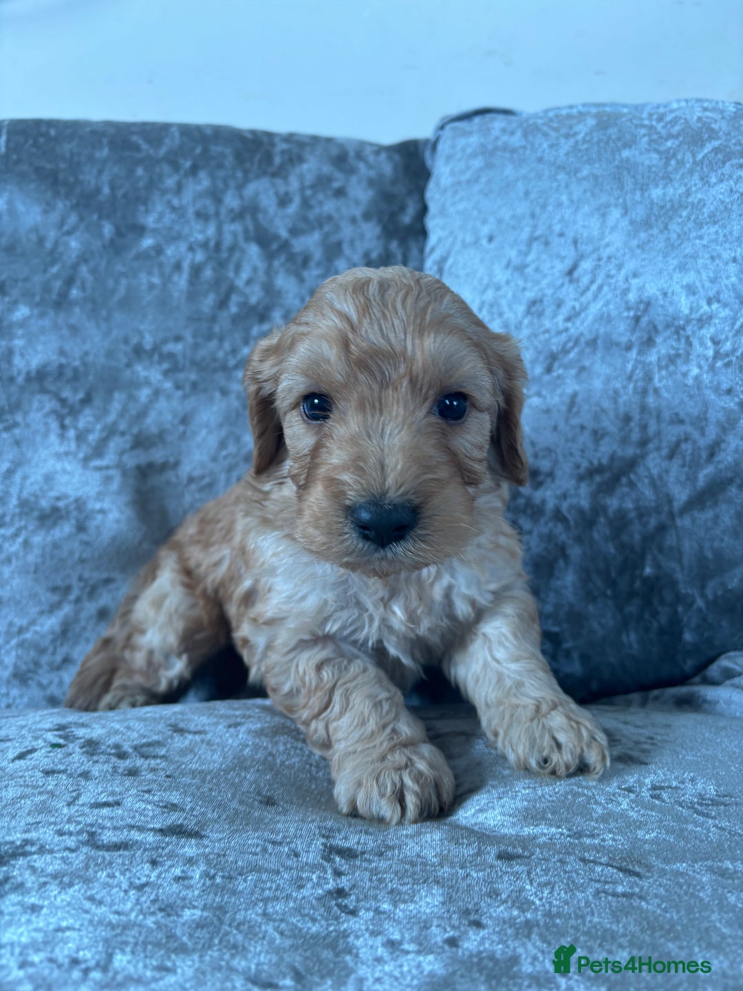 Cockapoo dogs for sale: Gorgeous babies 🥰 - Image 9