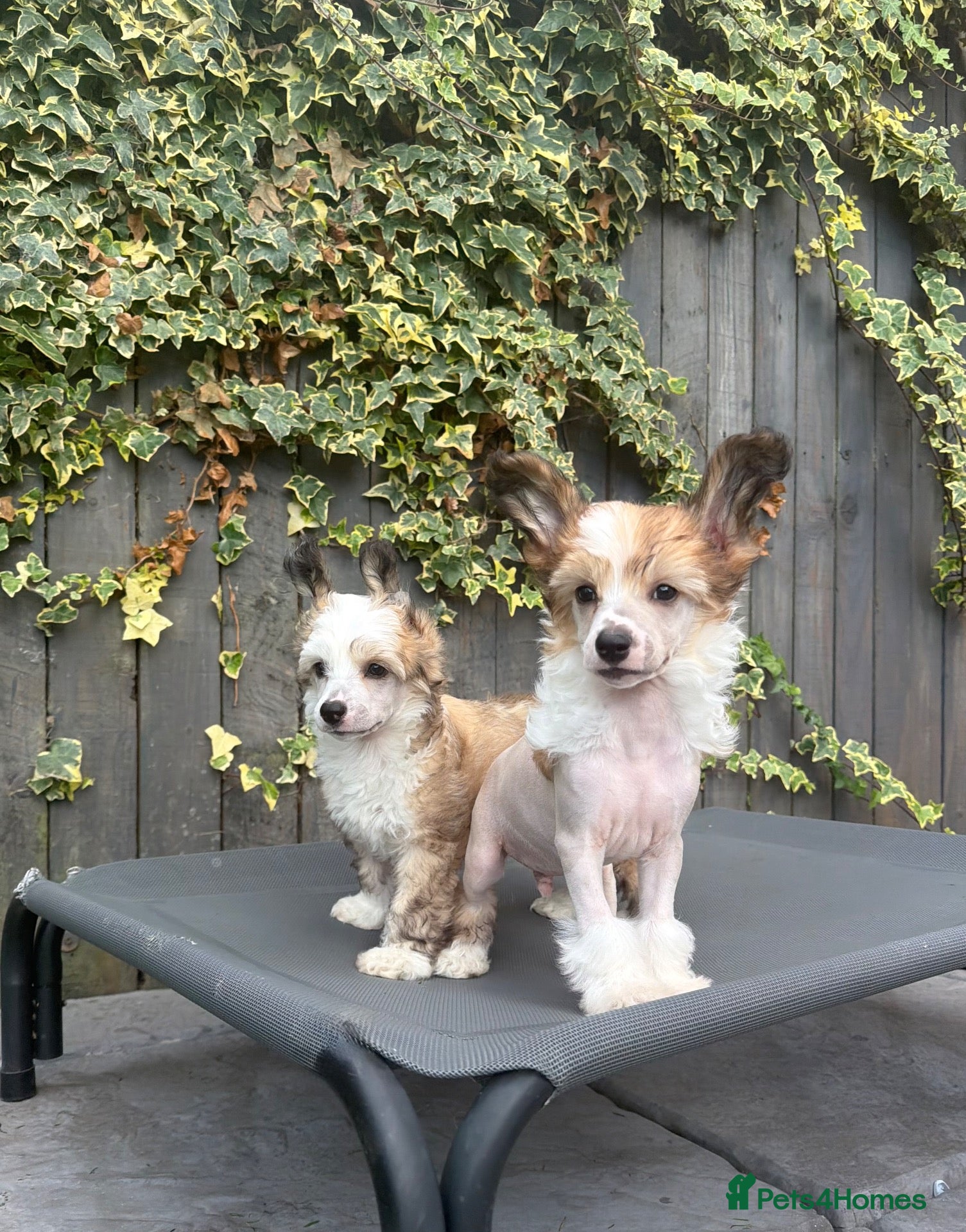 Chinese Crested dogs Outstanding Chinese Crested Babies - Advert 1