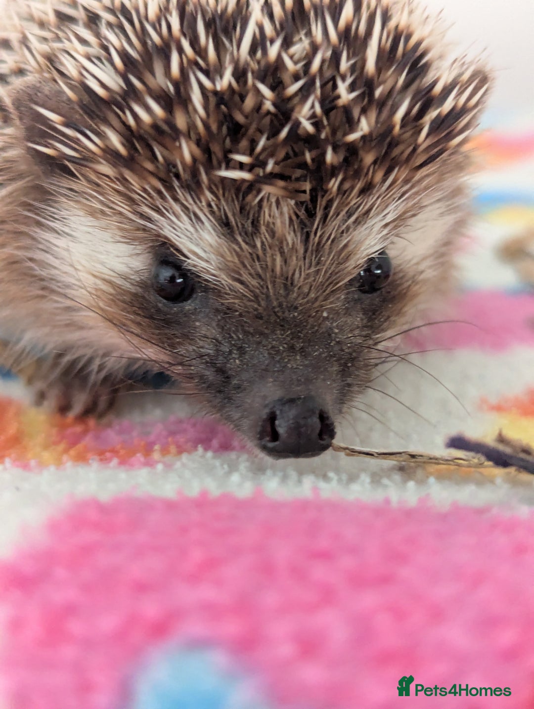Pygmy Hedgehog rodents for sale: Lovely Male Hedgehog/ Ready Now - Image 1