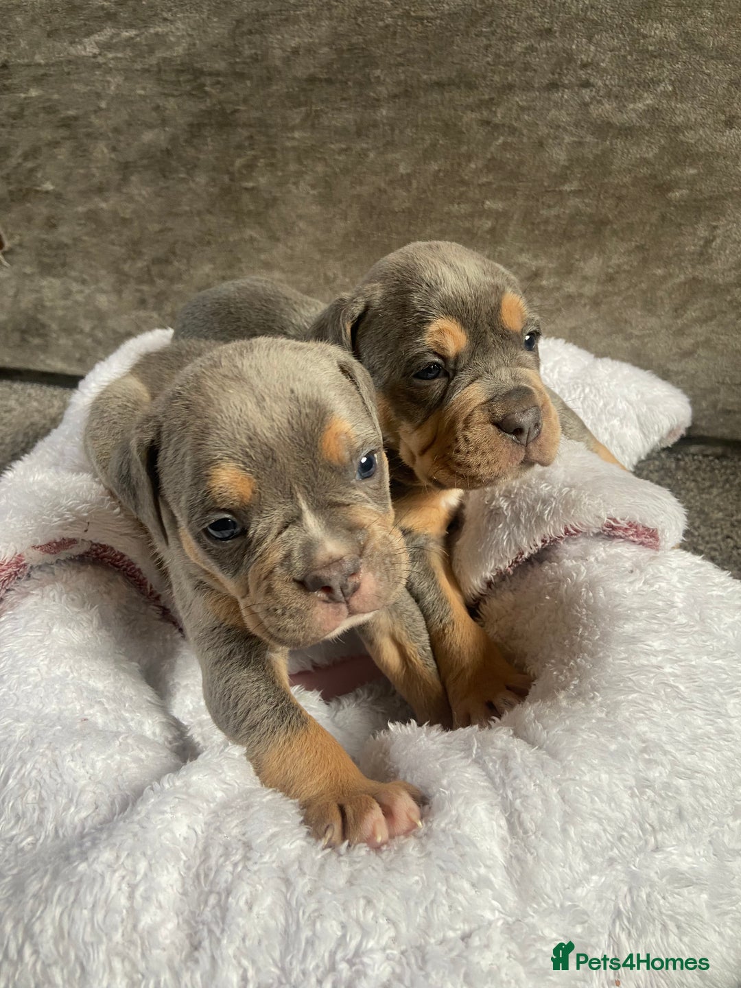 Dorset Olde Tyme Bulldogge dogs for sale: N.E.B.B.R fluffy carriers olde tyme bulldogs - Image 20