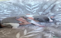 Whippet dogs for sale: OUTSTANDING PRESTIGIOUS LAGUNA BLUE WHIPPETS! KC - Image 6