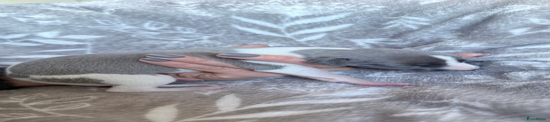 Whippet Puppy 1