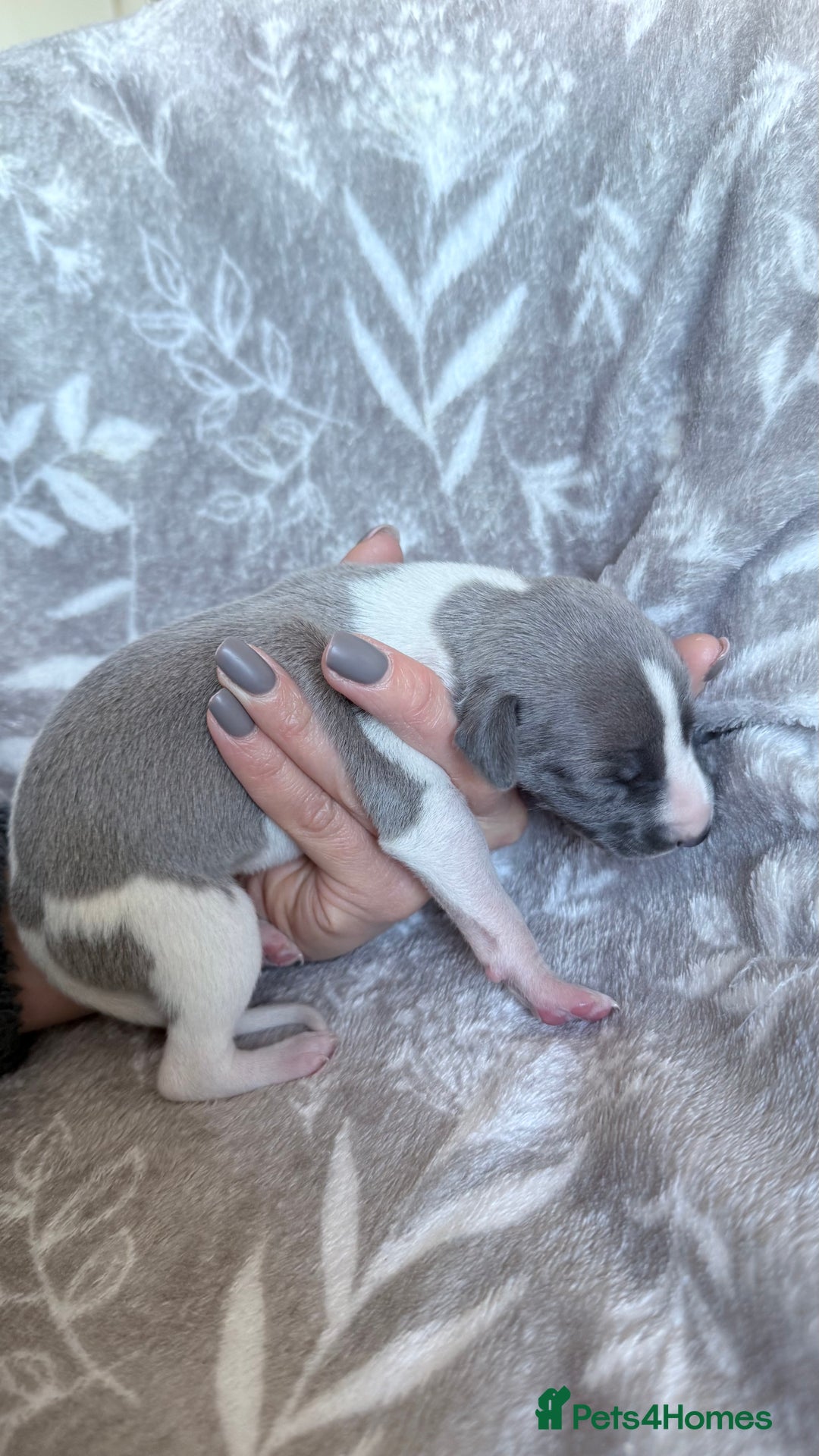 Whippet dogs for sale: OUTSTANDING PRESTIGIOUS LAGUNA BLUE WHIPPETS! KC - Image 6