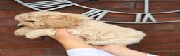 Cavapoochon dogs for sale: Lovely puppies looking for good home  - Advert 3