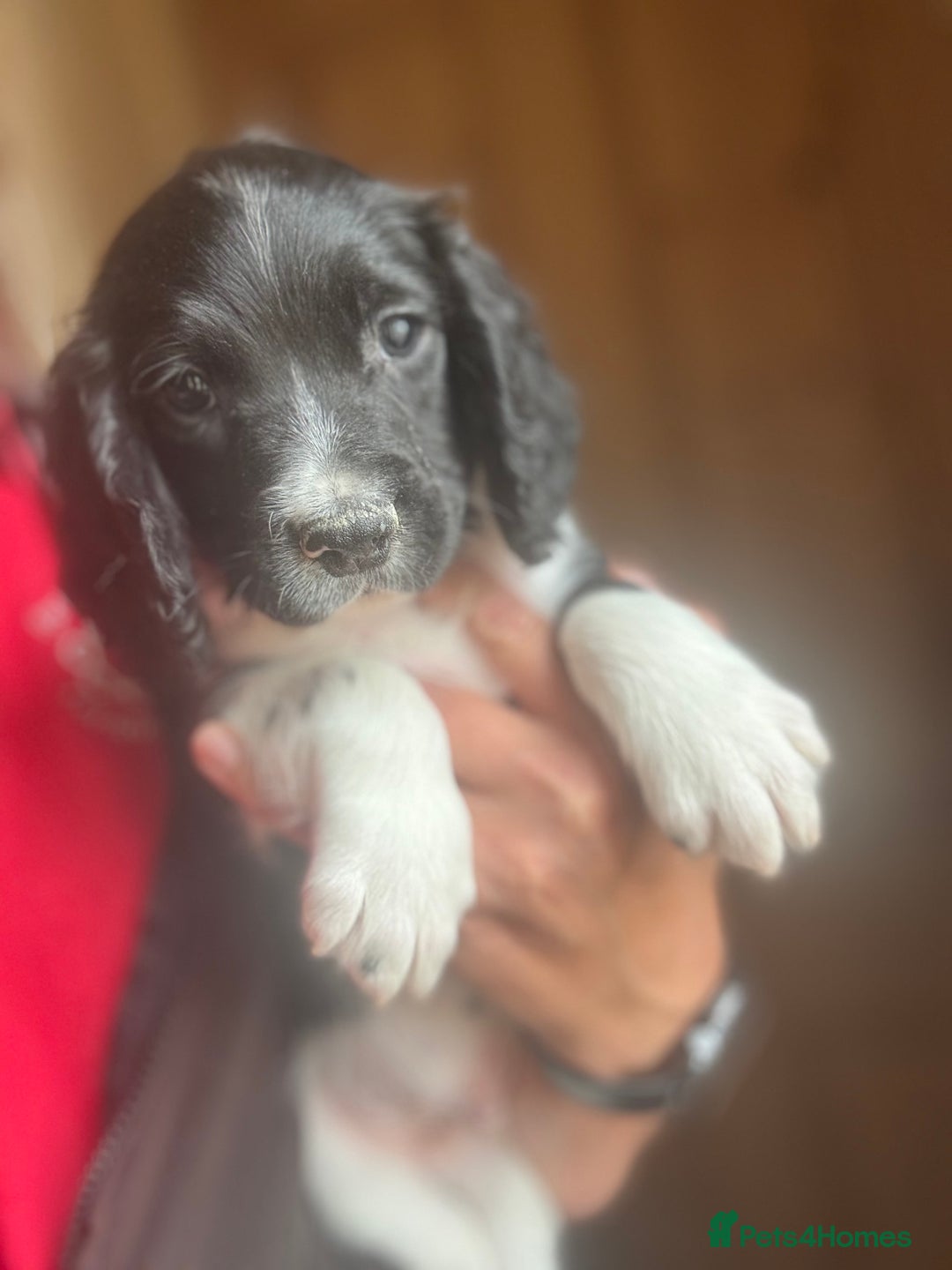 English Springer Spaniel dogs for sale: Stunning DNA Clear KC Springer Spaniel Puppies  - Image 29