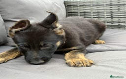 German Shorthaired Pointer dogs for sale: Working line straight back short coat gsd - Image 3
