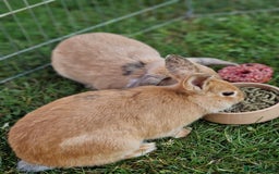 Mixed Breed rabbits for sale: Beautiful Bonded Bunnies - Image 4