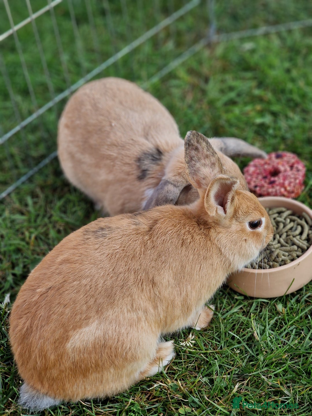 Mixed Breed rabbits for sale: Beautiful Bonded Bunnies - Image 4