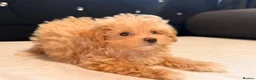 Maltipoo dogs for sale: Little Maltipoo F1 puppies❤️ - Advert 9