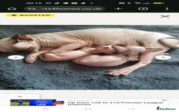Sphynx cats for sale: Sphynx kitten. - Image 4