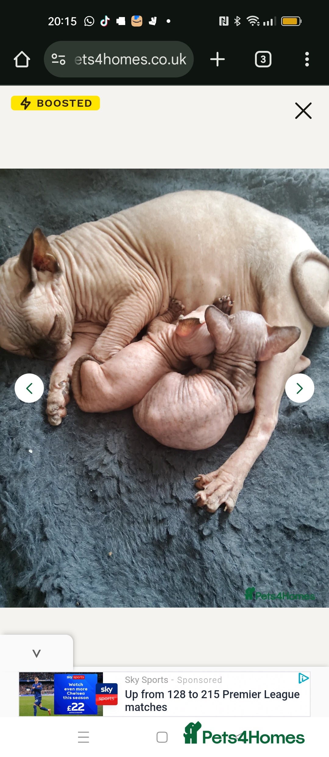 Sphynx cats for sale: Sphynx kitten. - Image 4